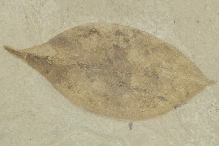 Fossil Coffeetree Leaf (Gymnocladus) - Utah #356120